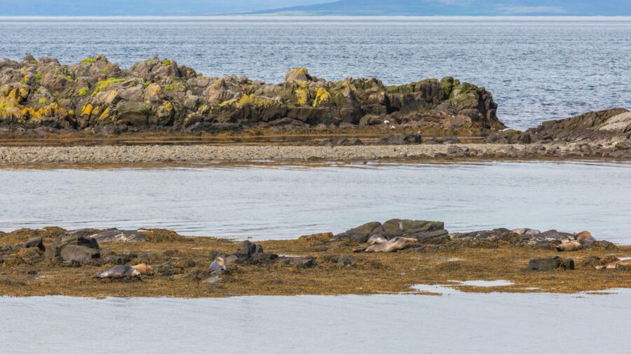 Elephant Seals and a 150-Year-Old Lighthouse Share One Remarkable Stretch of California Coast: Here’s what to know