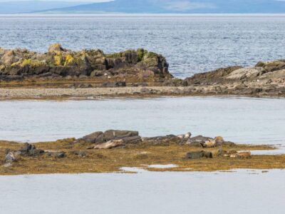 Where 10,000 Elephant Seals Rule a California Beach Just 55 Miles from San Francisco: Here’s what to know