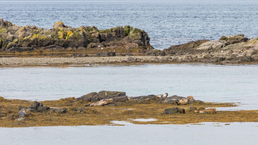 Where 10,000 Elephant Seals Rule a California Beach Just 55 Miles from San Francisco: Here’s what to know