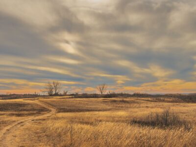 Bison vanished from Illinois in the 1800s, but this prairie brought them roaring back: And what happens next
