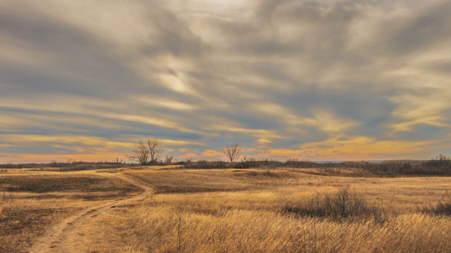 Bison vanished from Illinois in the 1800s, but this prairie brought them roaring back: And what happens next