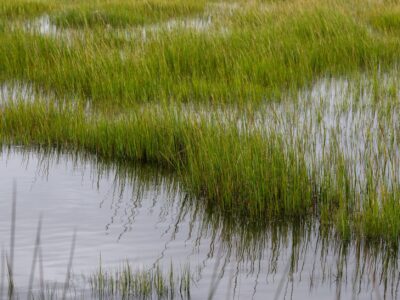 Drive eight miles through salt marsh, tidal coves, and bird habitat on the Jersey Shore: As the story develops