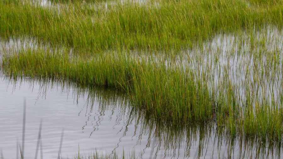 Drive eight miles through salt marsh, tidal coves, and bird habitat on the Jersey Shore: As the story develops