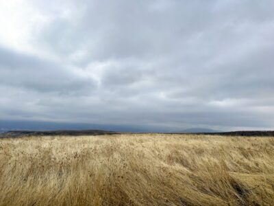 Indiana quietly rebuilt a prairie the size of a small city, then let bison loose on it: Officials say